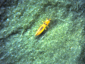 kasplagen_thrips_2_groot