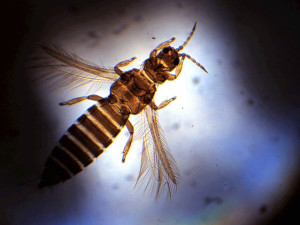 kasplagen_thrips_groot