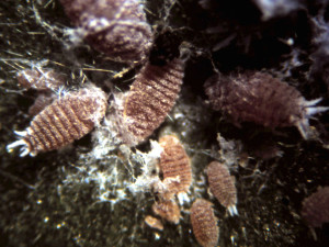 kasplagen_wolluis_groot